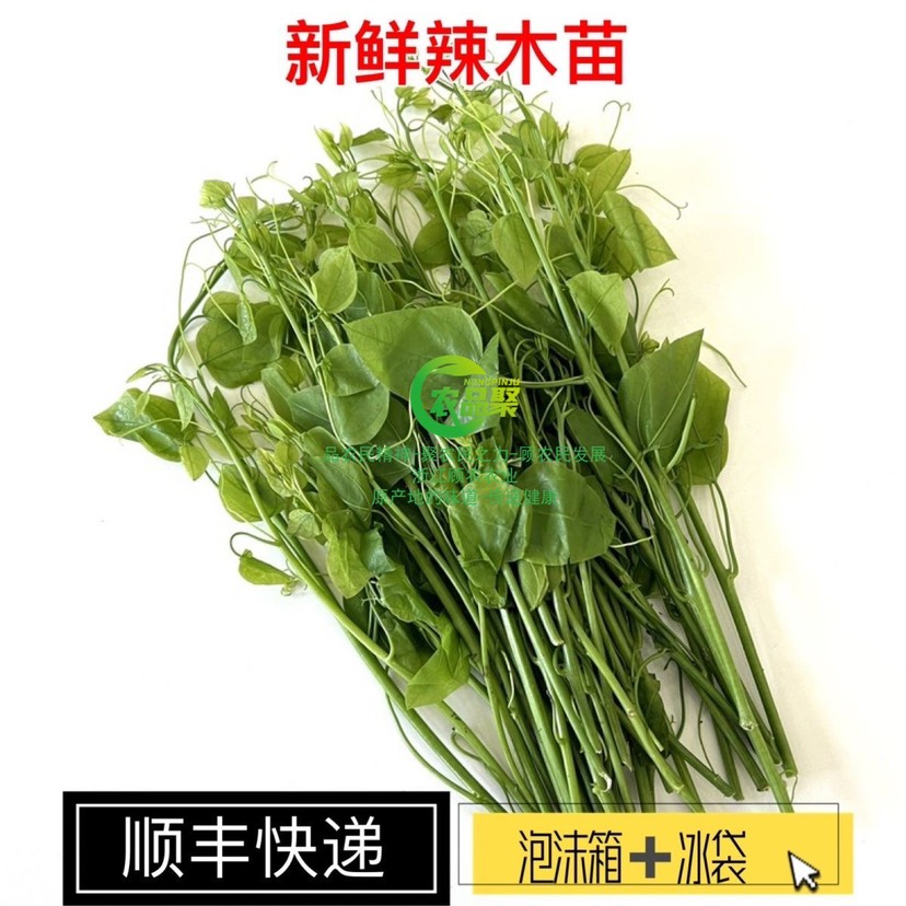 上海辣木.广西新鲜赤苍藤.野生.辣木苗.姑娘菜.龙须菜.现摘现发