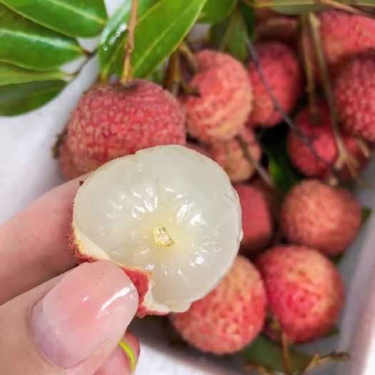 饶平县桂味荔枝
