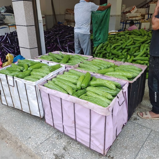 荔浦市大量供应新苗苦瓜 绿油苦瓜 凉瓜 一级苦瓜 通货苦瓜 次苦瓜