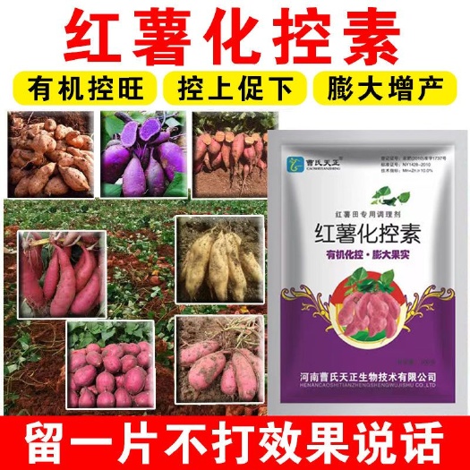 兰考县红薯化控控旺增产