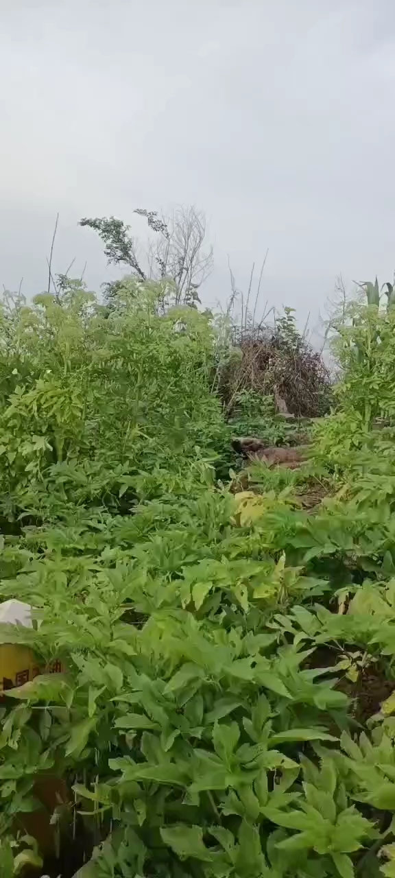 川白芷  白芷个，白芷切片，白芷种子