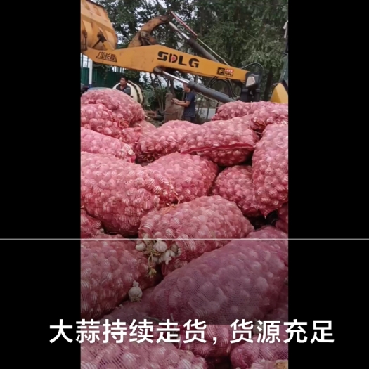 紫皮瓣蒜。产地直销，一手代办，可来半挂.实力代办