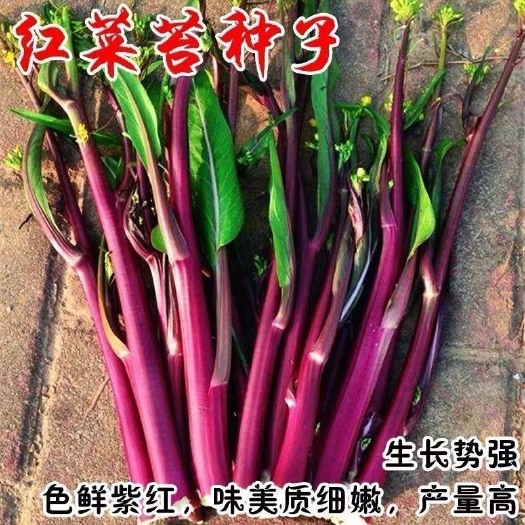 (红菜苔种子)红菜心紫菜油菜芯籽四季易种盆栽农家蔬菜种子