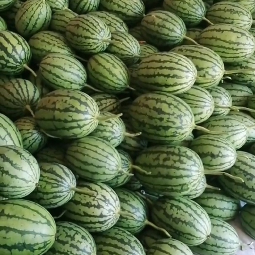 漯河大量批发精品小吊瓜