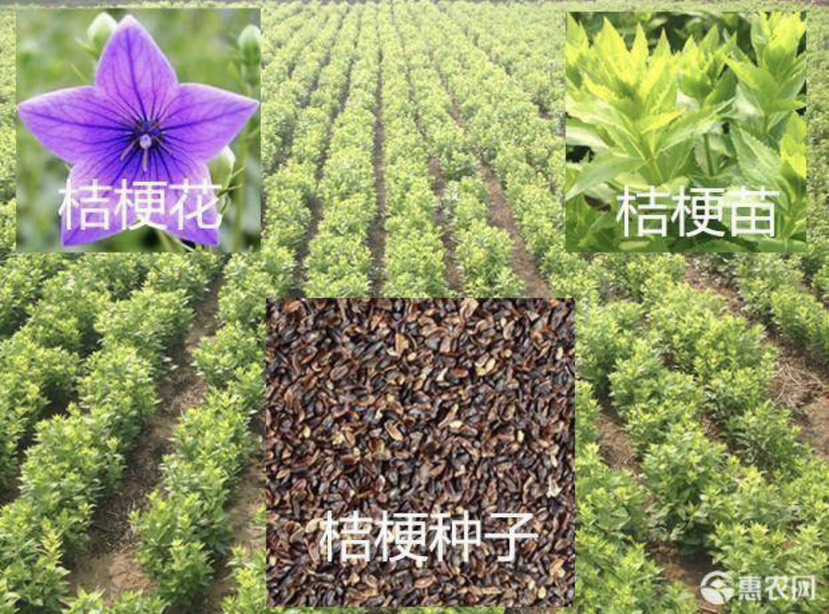 亳州桔梗种子 包发芽率包技术指导签订回收合同
