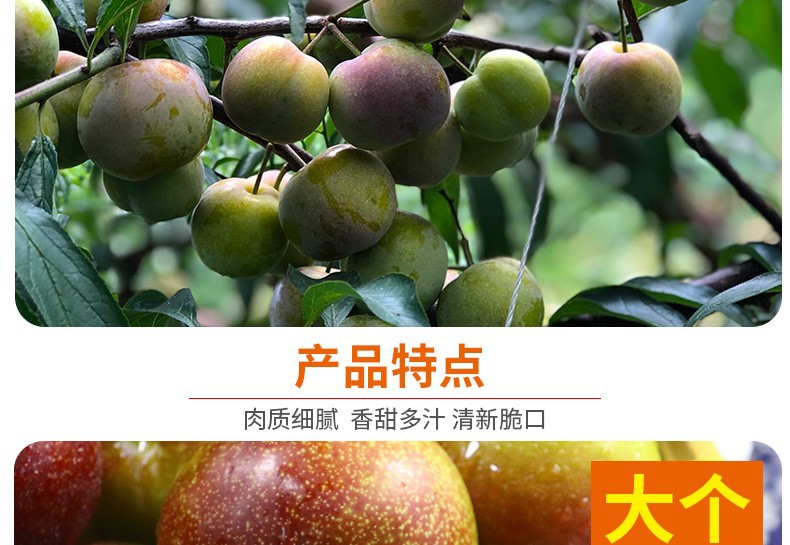 【5~9月】應(yīng)季茵紅李半邊紅產(chǎn)地直發(fā)新鮮水果李子四川脫骨李