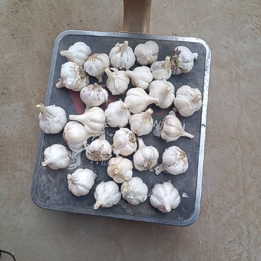 邯郸白皮蒜