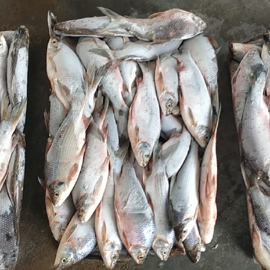 阳春市饲料鱼