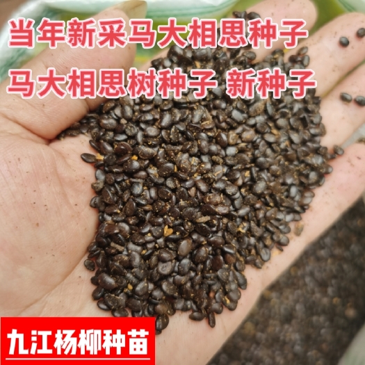 九江当年新采马大相思种子 相思树种子批发 马大相思种子价格