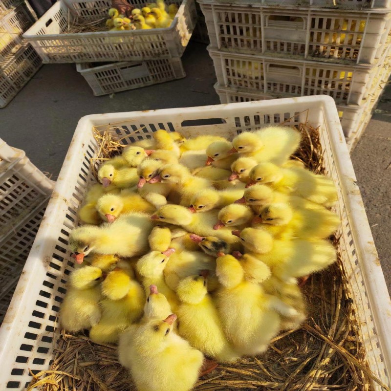 泸州白鹅苗 三花鹅苗 马岗鹅苗 狮头鹅苗 灰鹅苗 脱温鹅苗