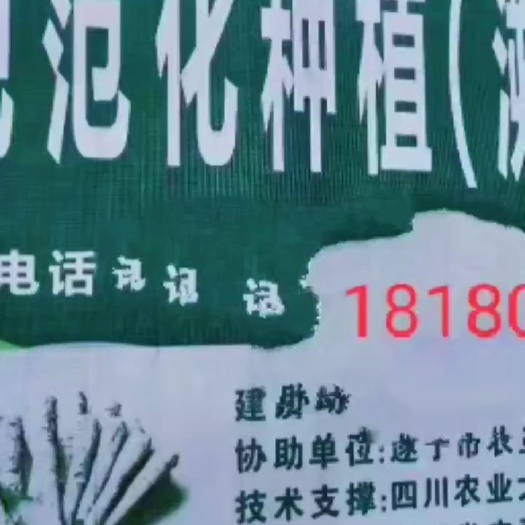 川白芷  白芷个，白芷切片，白芷种子