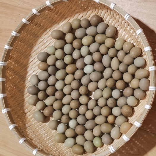 烟台芦丁鸡种蛋