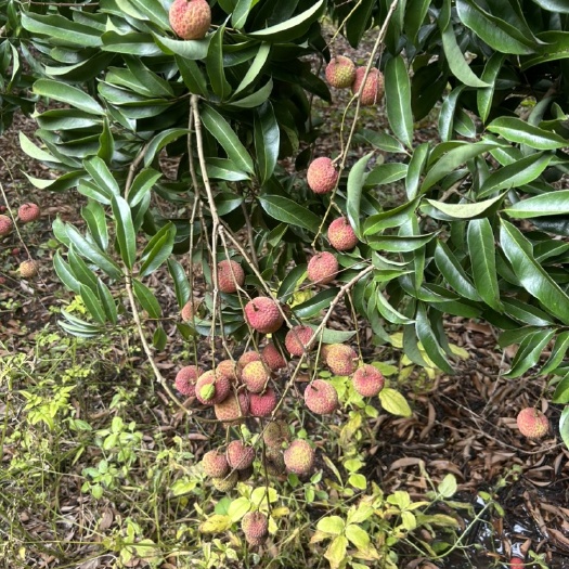 阳江玉荷包