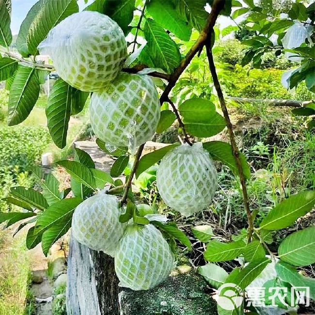 广东珍珠番石榴（芭乐）