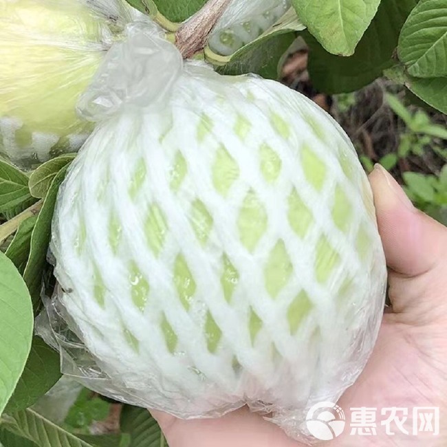 广东珍珠番石榴（芭乐）