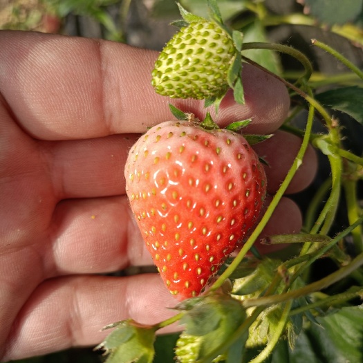 泰安香野草莓苗品种特点，隋珠草莓苗基地看圃起苗