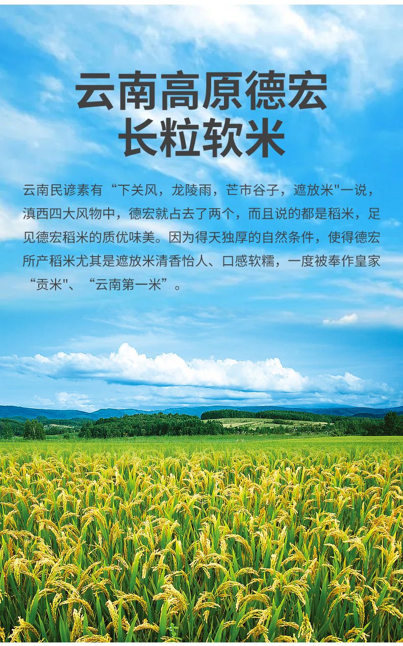 云南德宏遮放傣族小软米泰优贡米，鱼与稻谷共生长，鱼田软米。