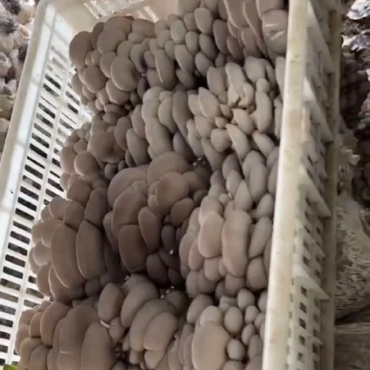 兴平市陕西秋冬季精品平菇