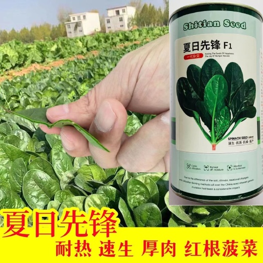 沭阳县夏日先锋菠菜种子耐寒耐热耐抽薹抗病春秋四季中熟品种蔬菜种子
