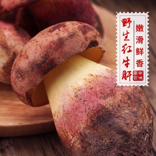 广州红牛肝菌