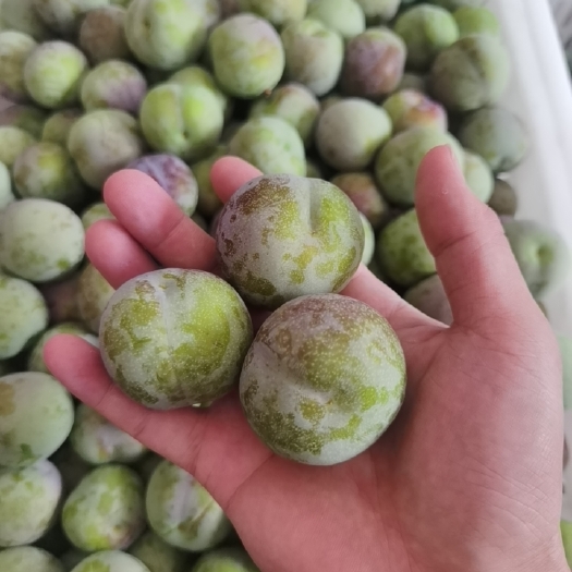绥江县绥江半边红李子