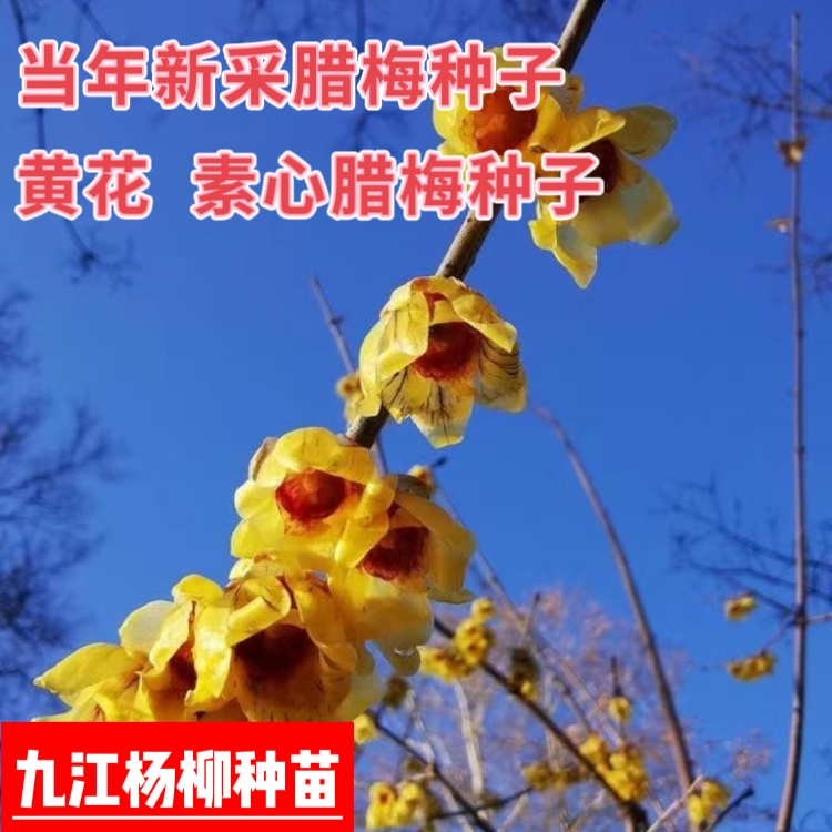 今年新采腊梅种子 素心腊梅种子 腊梅种子价格批发