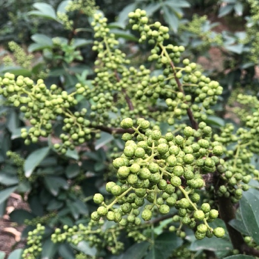 花椒！青花椒，藤椒，