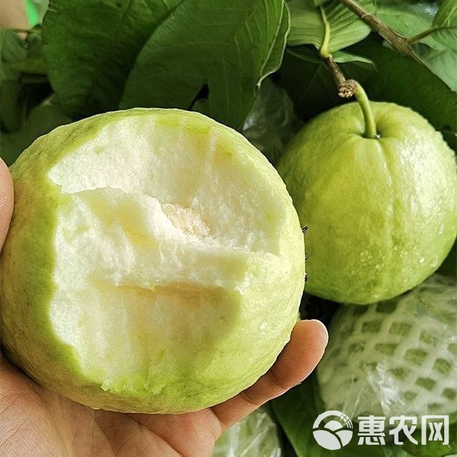 广东珍珠番石榴（芭乐）