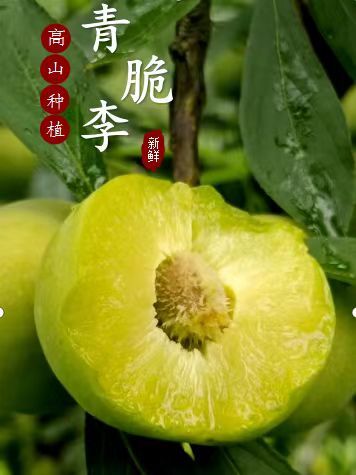 重庆市重庆高山脱骨李