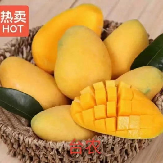 精选广西田东芒果之乡台农甜芒果园直发一手货源实物如图一件发货
