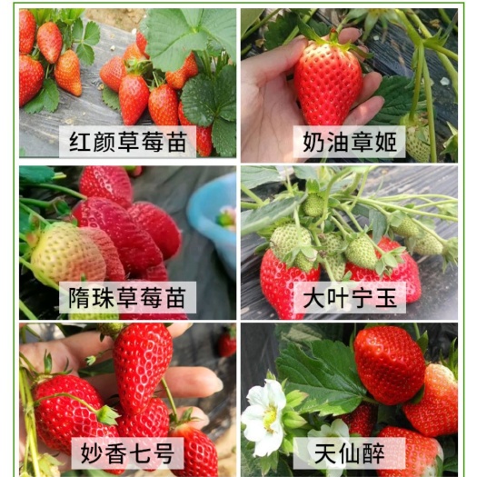 泰安2023大叶宁玉草莓苗价格，穴盘基质草莓苗个头大口感香甜