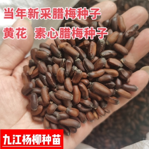 九江今年新采腊梅种子 素心腊梅种子 腊梅种子价格批发