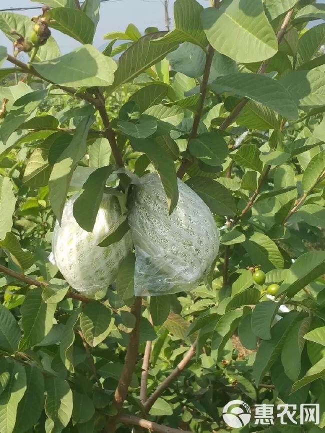 广东珍珠番石榴（芭乐）