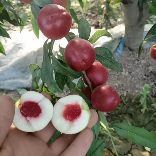 珍珠枣油桃