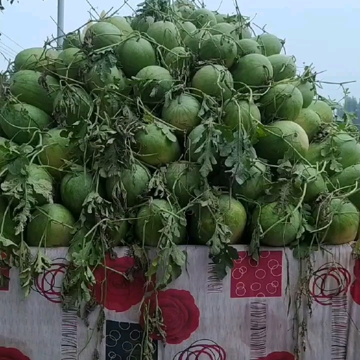 东明县预售，即将上市新红宝西瓜，皮毛靓，天然成熟，大红瓤！耐运输