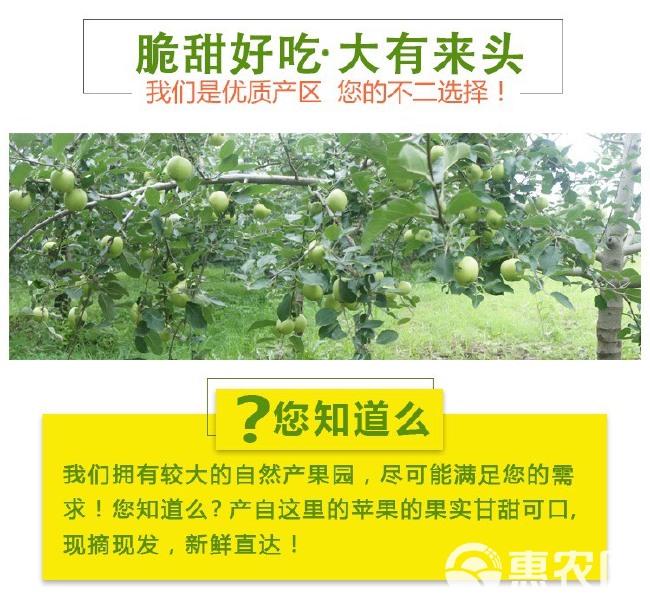 今年新果新鲜现摘青苹果时令水果酸脆爽口开胃应季批发一整箱