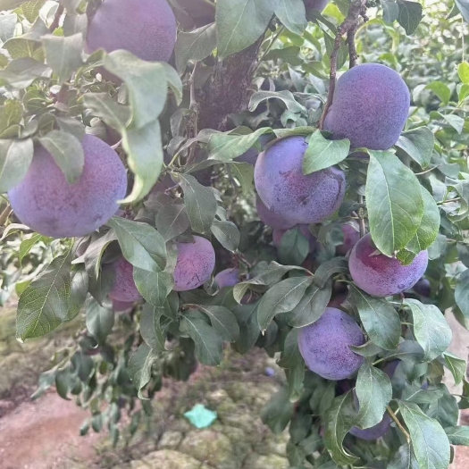 大荔县巨李