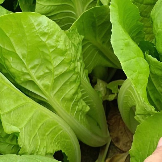 曹县油菜  小块菜