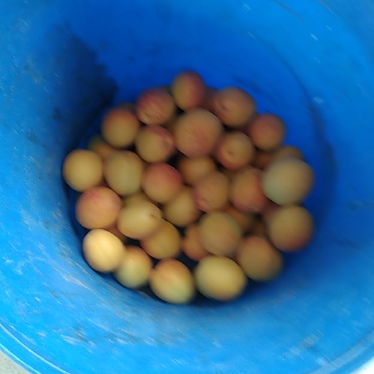 烟台荷兰香蜜