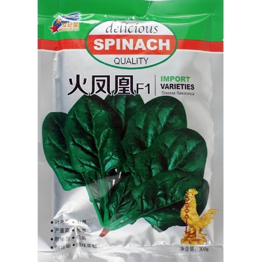 沭阳县火凤凰菠菜种子耐寒耐热耐抽薹抗病春秋四季中熟品种蔬菜种子