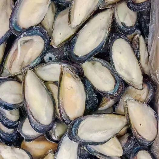 郑州黑口贝，蓝口贝，大量现货