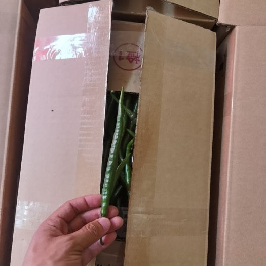 资阳三号硬皮椒