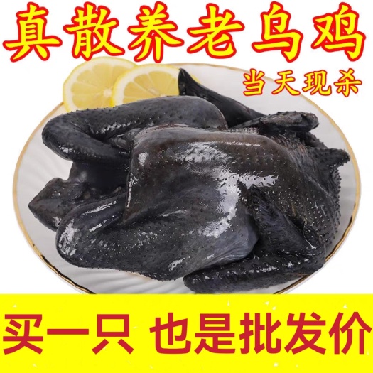 聊城散养乌鸡活鸡现杀土鸡散养农村农家整鸡生鲜乌骨鸡老母鸡白羽乌鸡