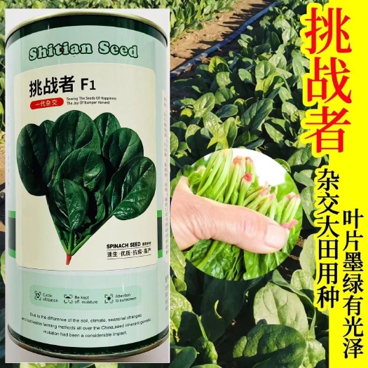 沭阳县挑战者菠菜种子耐寒耐热耐抽薹抗病春秋四季中熟品种蔬菜种子
