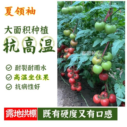 寿光市耐热西红柿种子大果口感好越夏耐裂硬粉番茄种子包邮