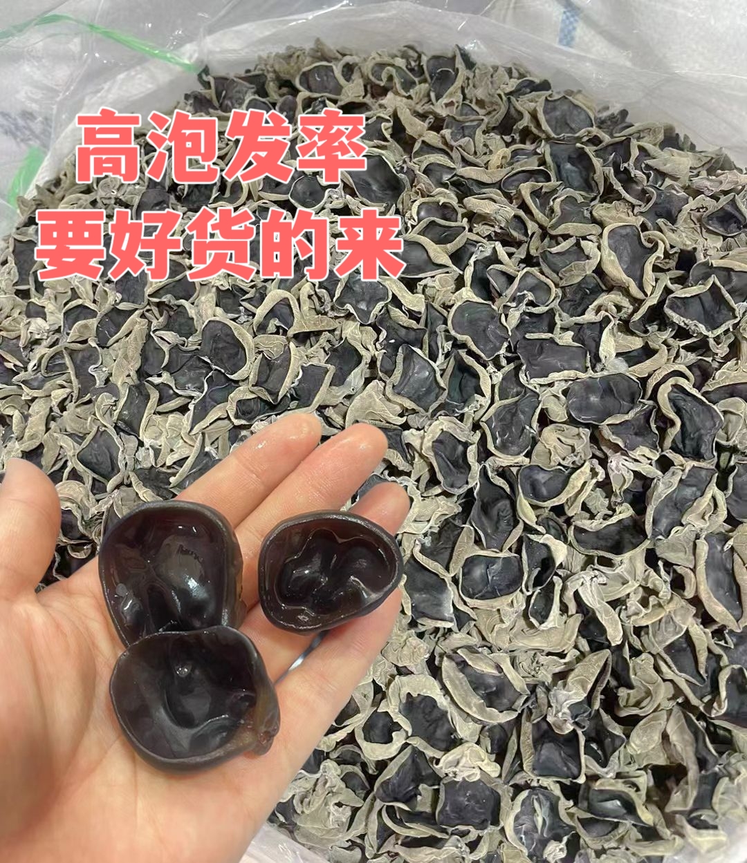 尖货！东北吉林特精品大筋秋耳黑厚高泡发率批发产地直销