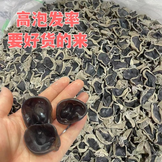 尖货！东北吉林特精品大筋秋耳黑厚高泡发率批发产地直销