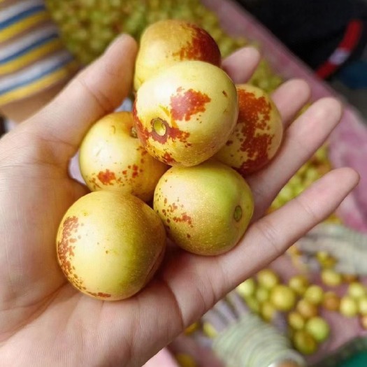 大荔县大荔应季新鲜冬枣原产地直发