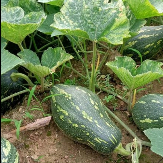 郴州香芋南瓜