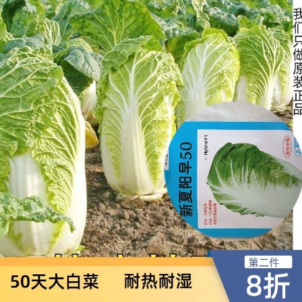 夏阳早48 50白菜种子 耐热 早熟大白菜种籽 抗